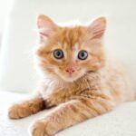 Ciri-ciri Kucing Demam: Penyebab, Gejala, dan Pengobatan